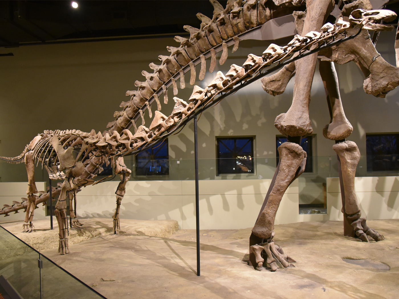 New Titanosaur Species Discovered in Uruguay and Argentina
