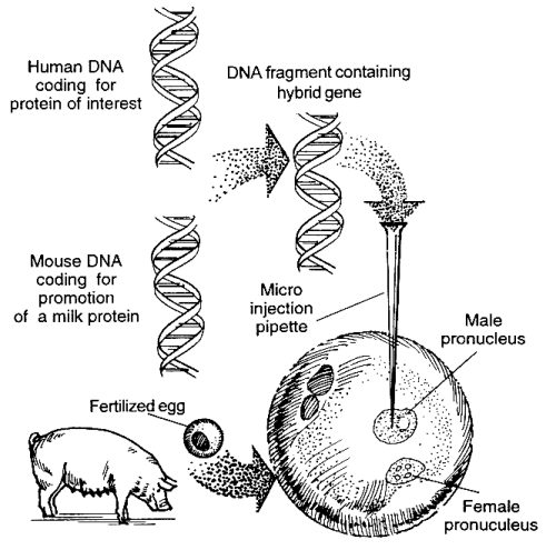 daniel boone research paper.jpg