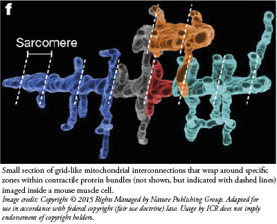 Cell Feature Resembles Power Grid | The Institute for Creation Research