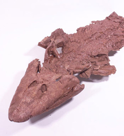 Tiktaalik rosea