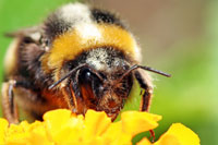 Bee