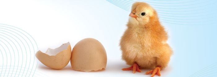 What Came First, the Chicken or the Egg?