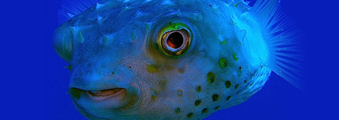 my inner fish my inner fish