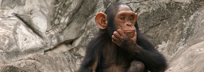 Wide Thinking Wide Thinking