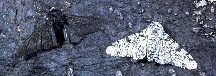 Image result for peppered moths