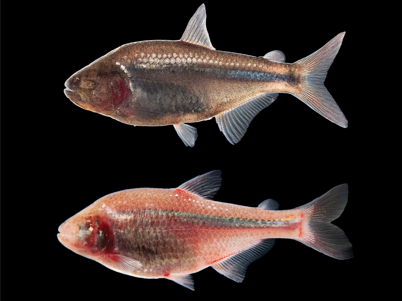 Testing the Cavefish Model: An Organism Focused Theory Of Biological Design