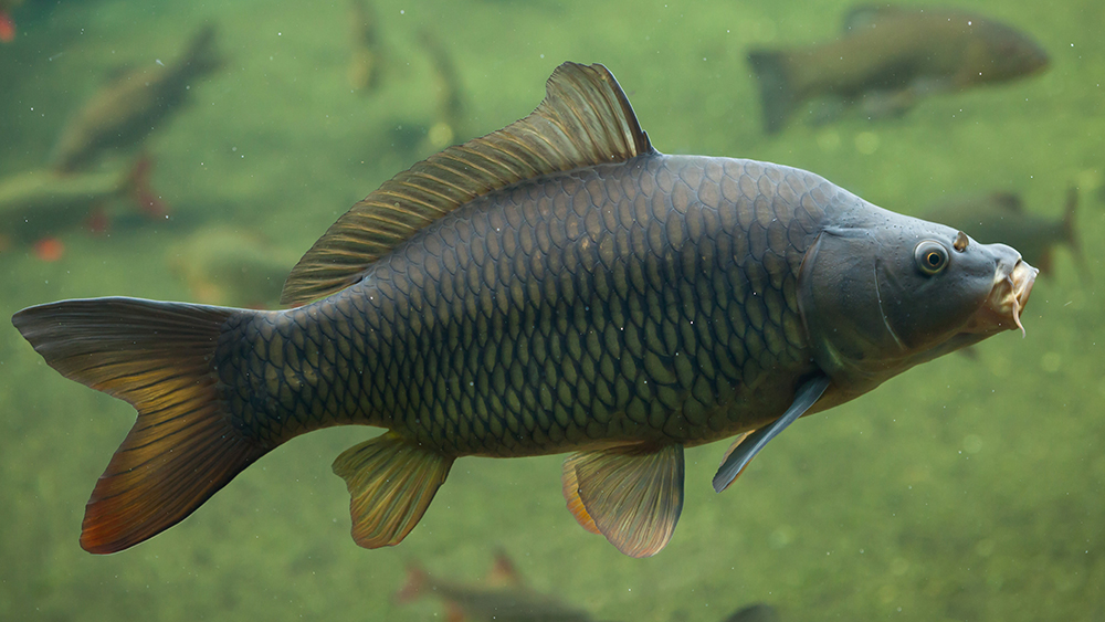 https://www.icr.org/i/Main%20Stage%20-%201000x563/Carp_Scales_1000x563.jpg