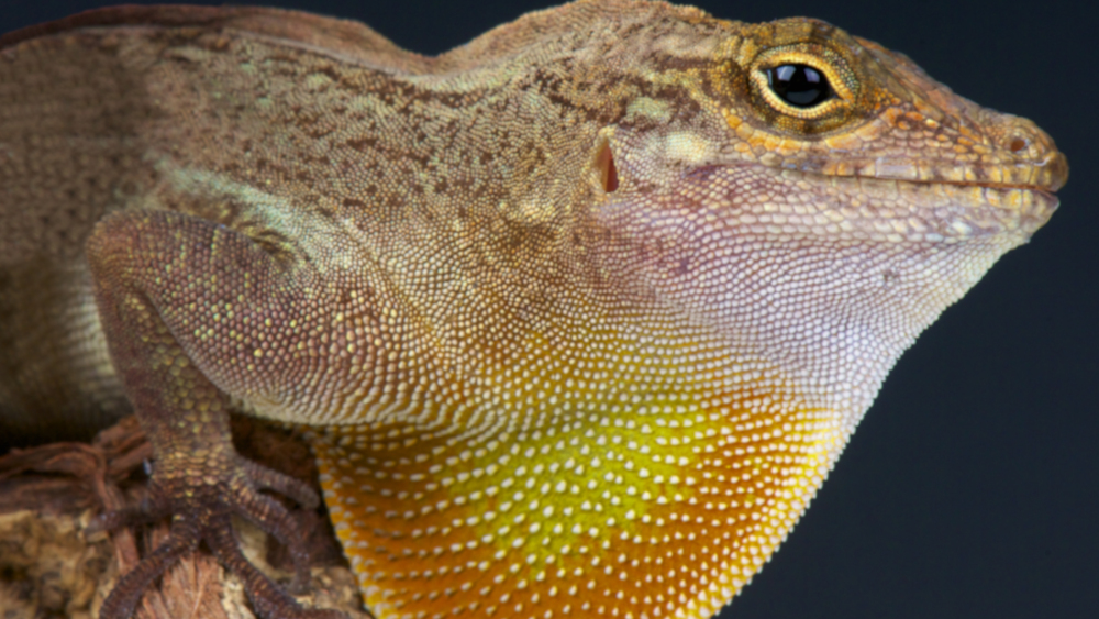 Has Real Evolution Unfolded in Puerto Rican Lizards?