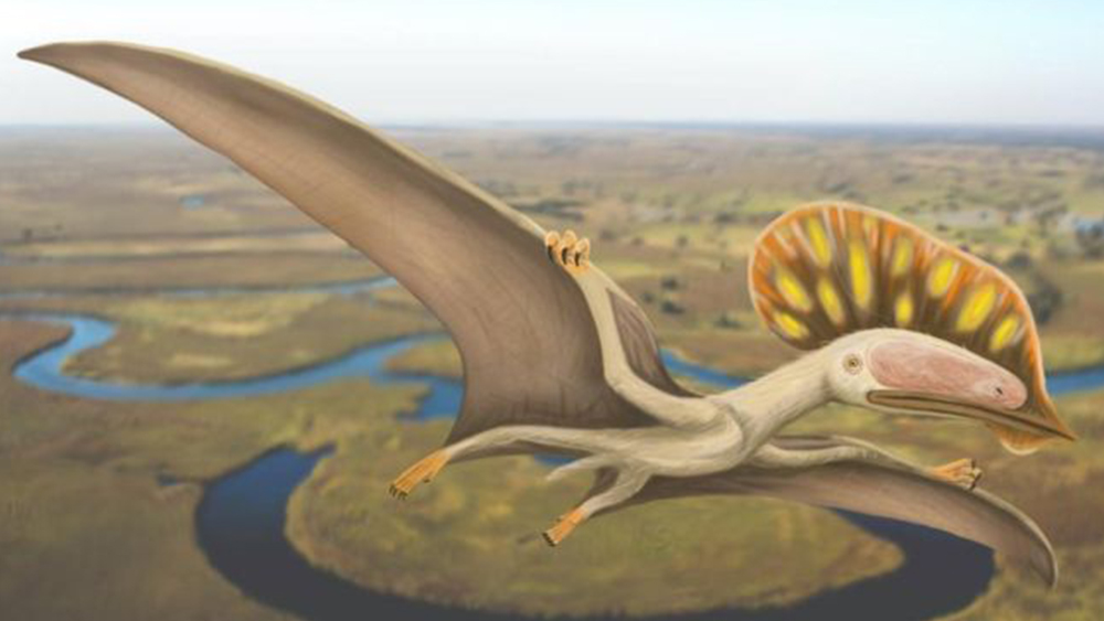 Pterosaurs Article, Pterosaurs Information, Facts -- National