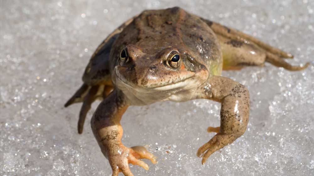 Frog Fossils Found in Antarctica! | The Institute for Creation ...