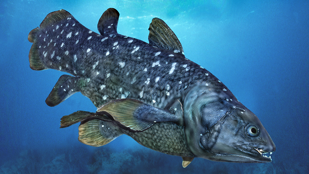 Big Fish Fossil Recalls Big Flop | The Institute for Creation Research