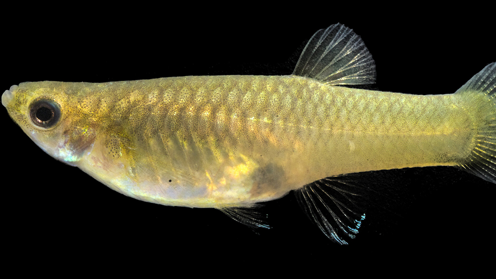Guppies Dodge Predators Like Spanish Bull-Fighters | The Institute for Creation Research Guppies Dodge Predators Like Spanish Bull-Fighters | The Institute for Creation Research