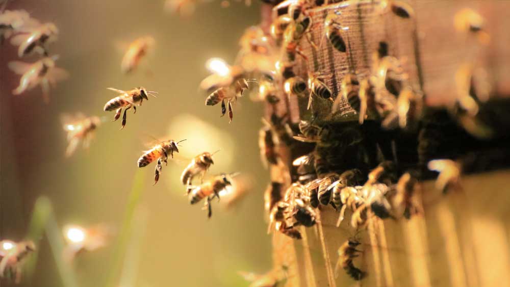 Nearly 40% decline in honey bee population last winter 'unsustainable,'  experts say - ABC News