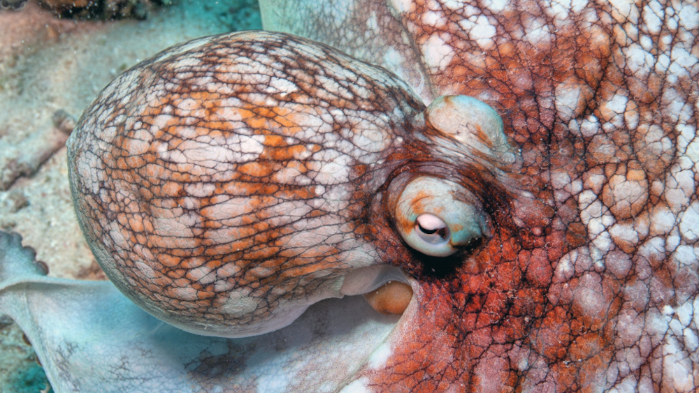 Dubious Views on Octopus Evolution