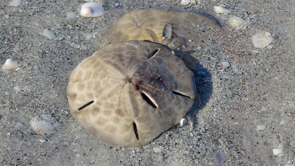 Found nature objects: Sand dollars - SPARK IN NATURE