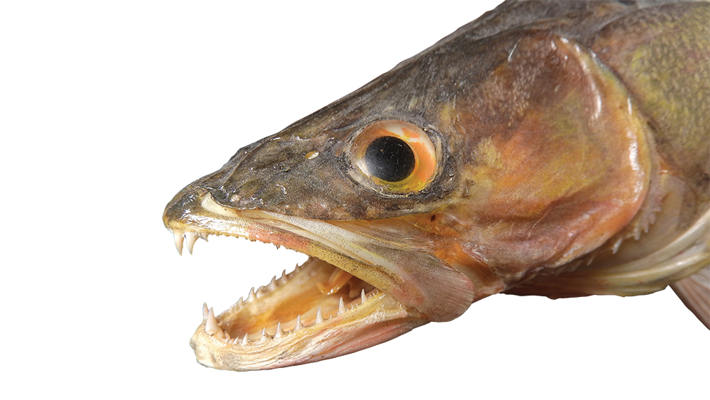 Toothed Fish Fossil Rewrites Evolutionary Fish Story | The Institute for  Creation Research