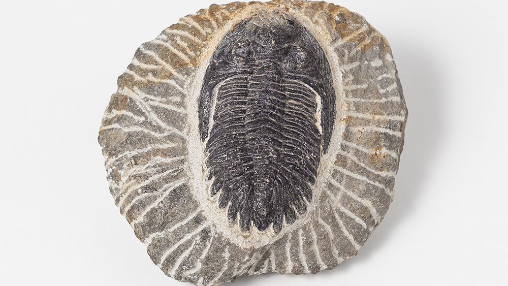 The Cambrian Explosion Mystery Deepens | The Institute for Creation Research