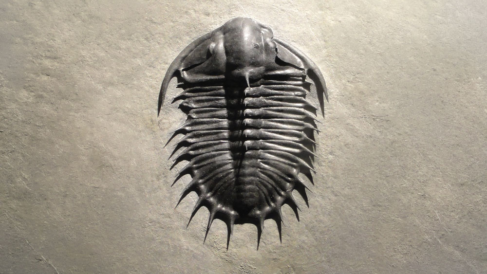 The Cambrian Layer: Explosion or Burial?