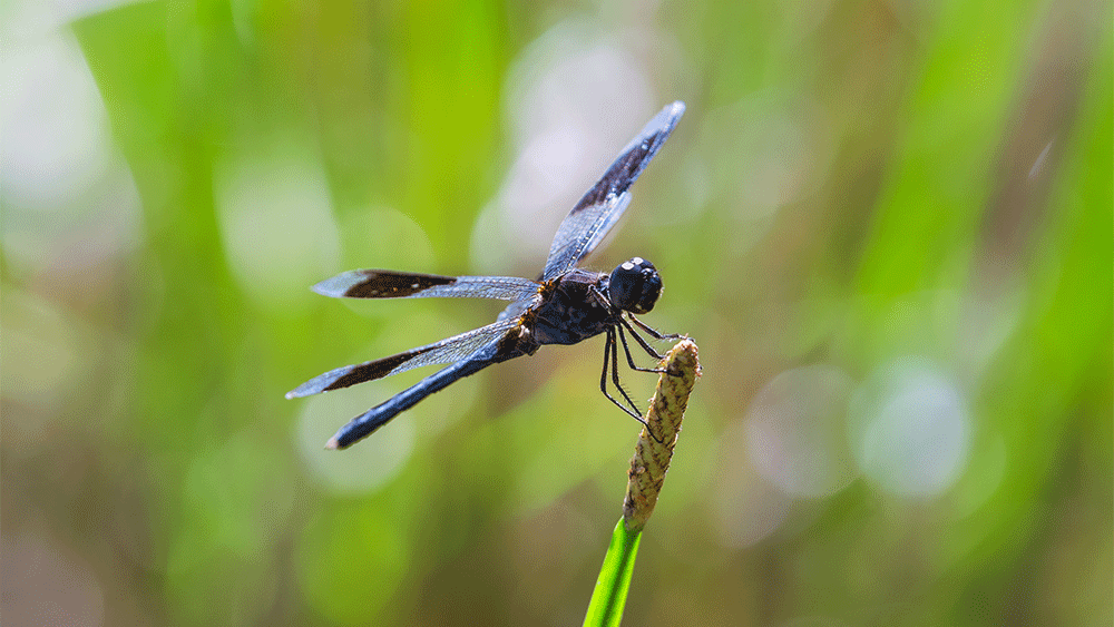 Aerial Engineering and Physics of the Dragonfly