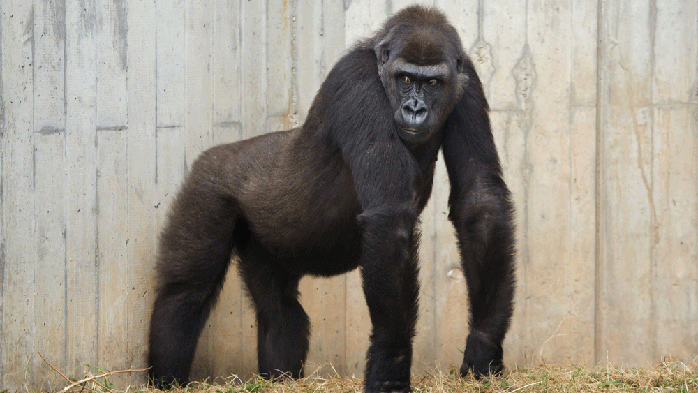 How Can I Know Evolution Is Wrong?