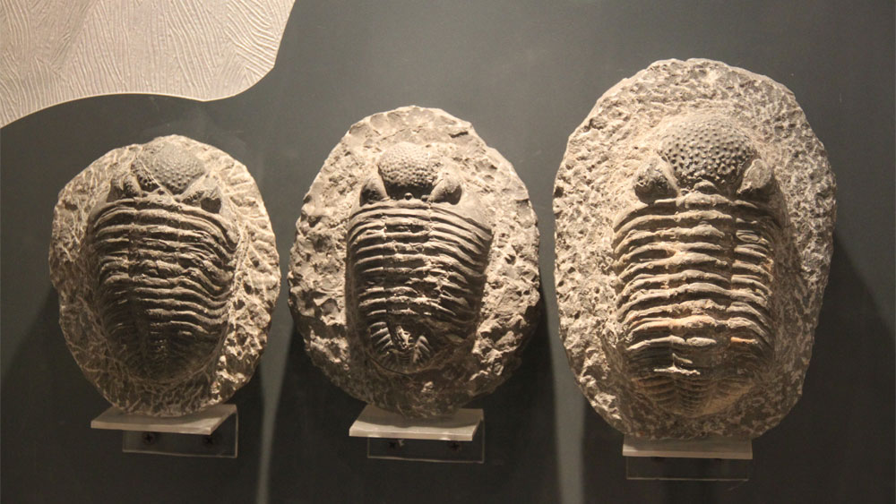 A New and Fascinating Arthropod Fossil | The Institute for ...