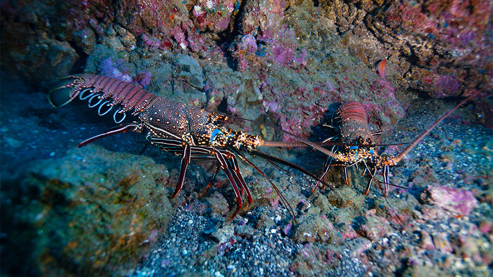 Deep-Sea Lobster Microbiome