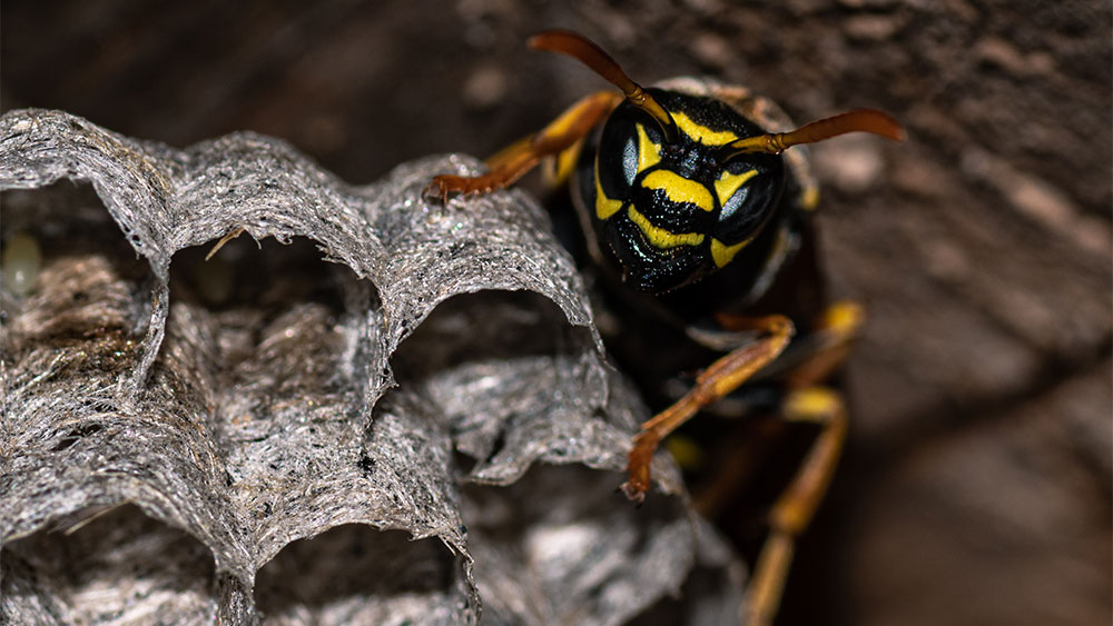 Brainy Paper Wasps