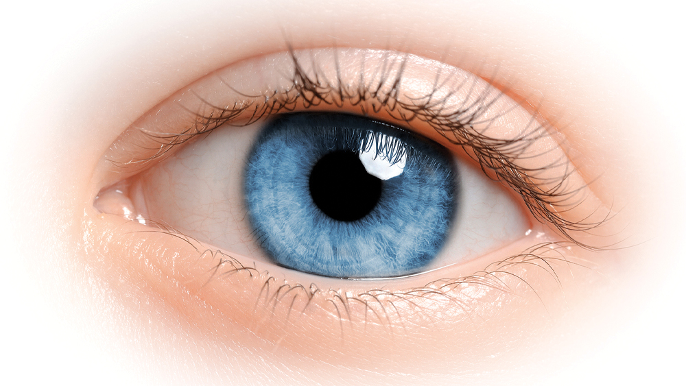 Criticizing a Perfectly Engineered Eye: Evolutionists Humiliate Themselves