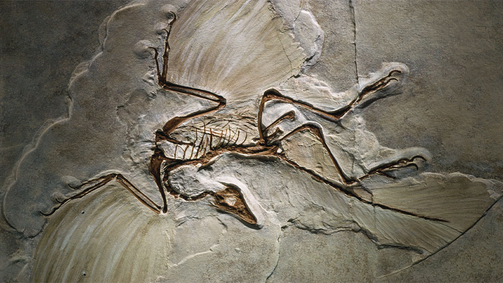 The Push for Feathered Dinosaurs: A Little Background