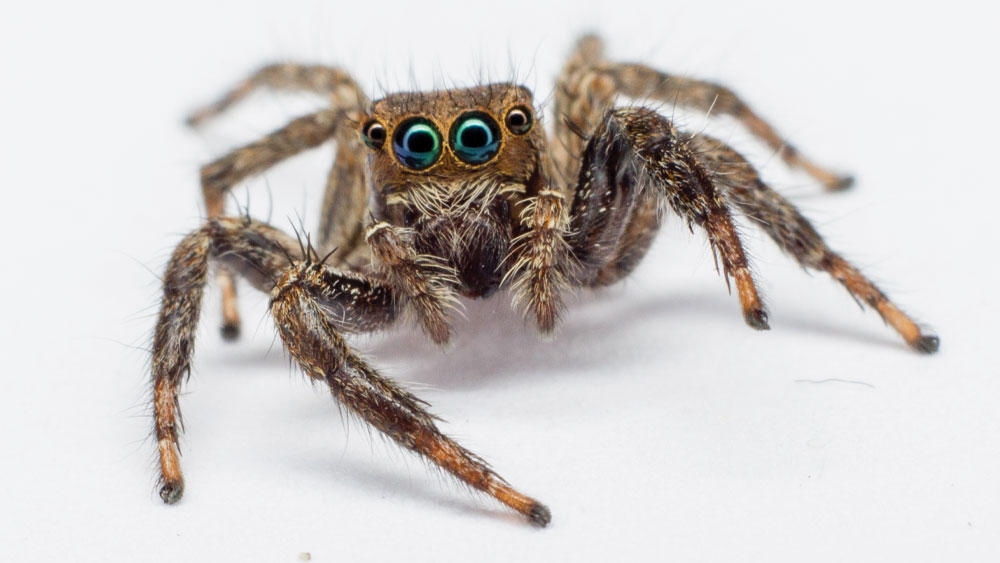 Lowly Spider Inspires Amazing 3D Camera