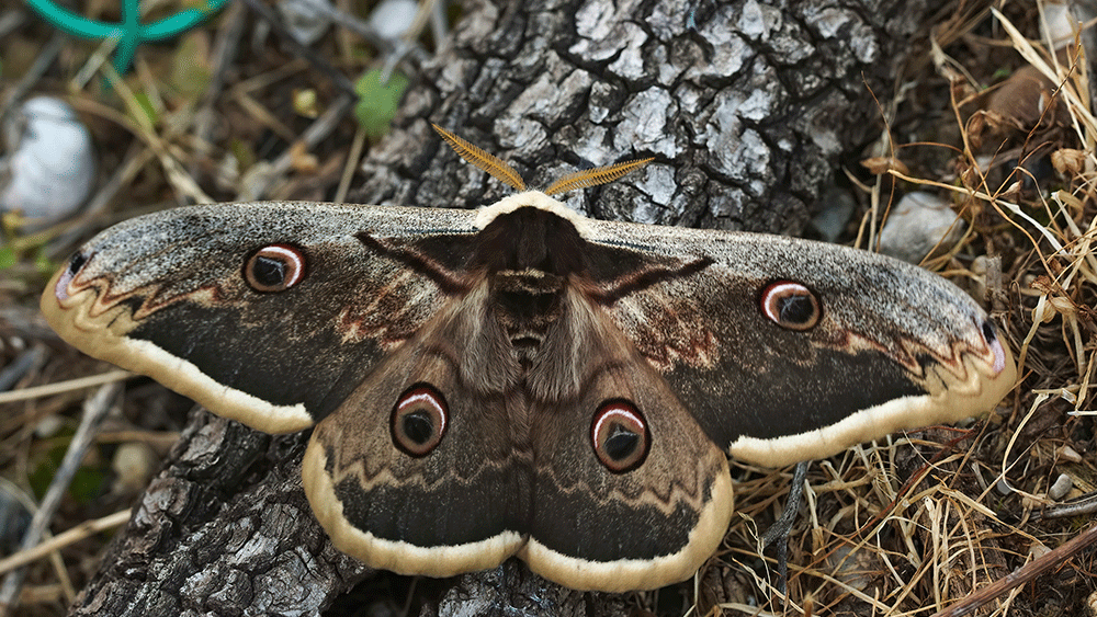 The Passive Stealth Wing of the Moth