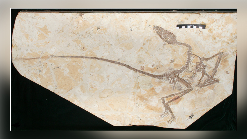 The Latest Feathered Dinosaur Confuses Categories