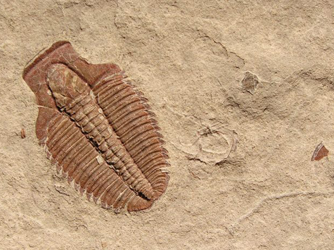 Cambrian Explosion Alive and Well | The Institute for Creation Research