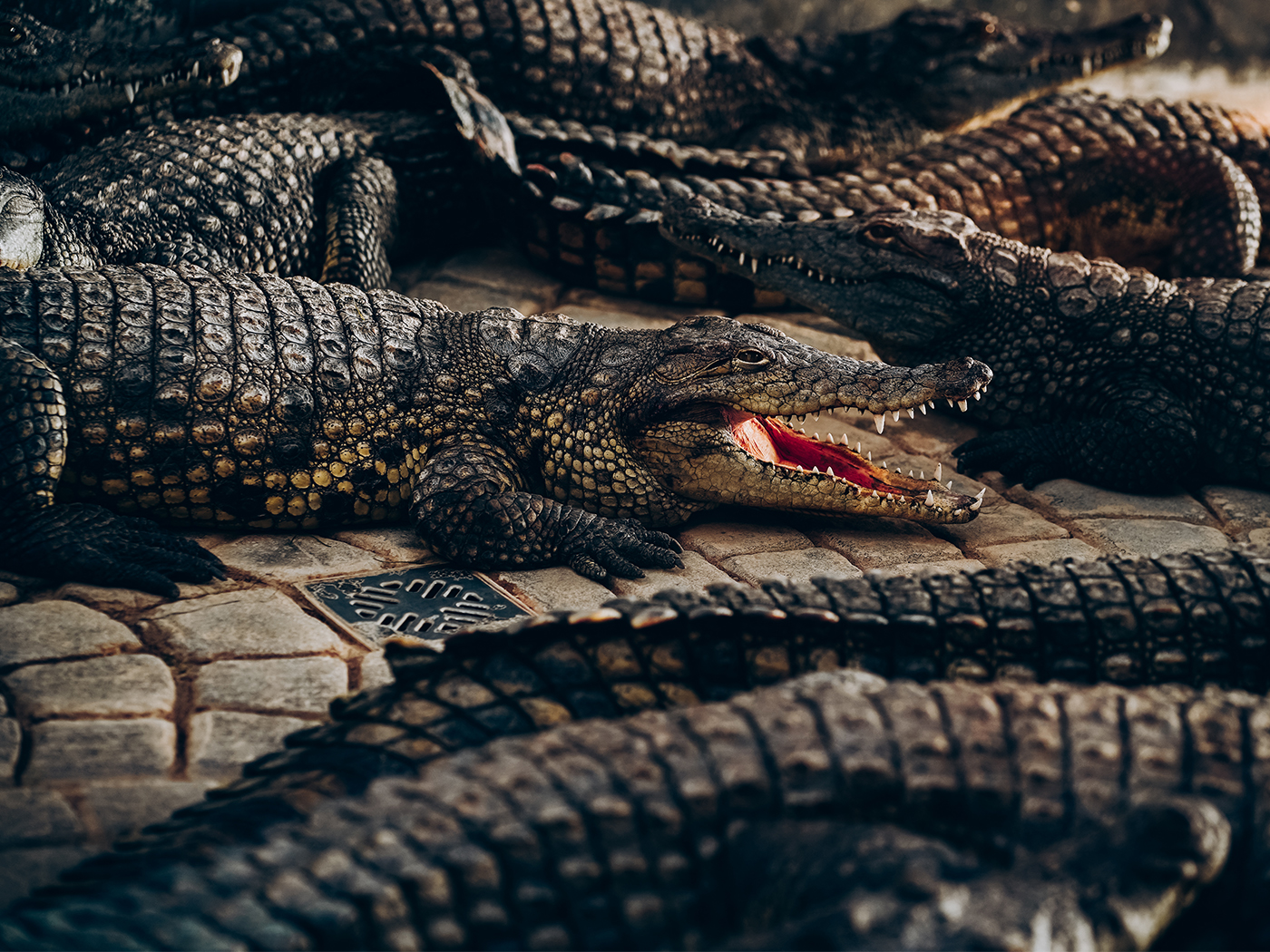 Thalattosuchians—Extinct Crocodile Relatives?