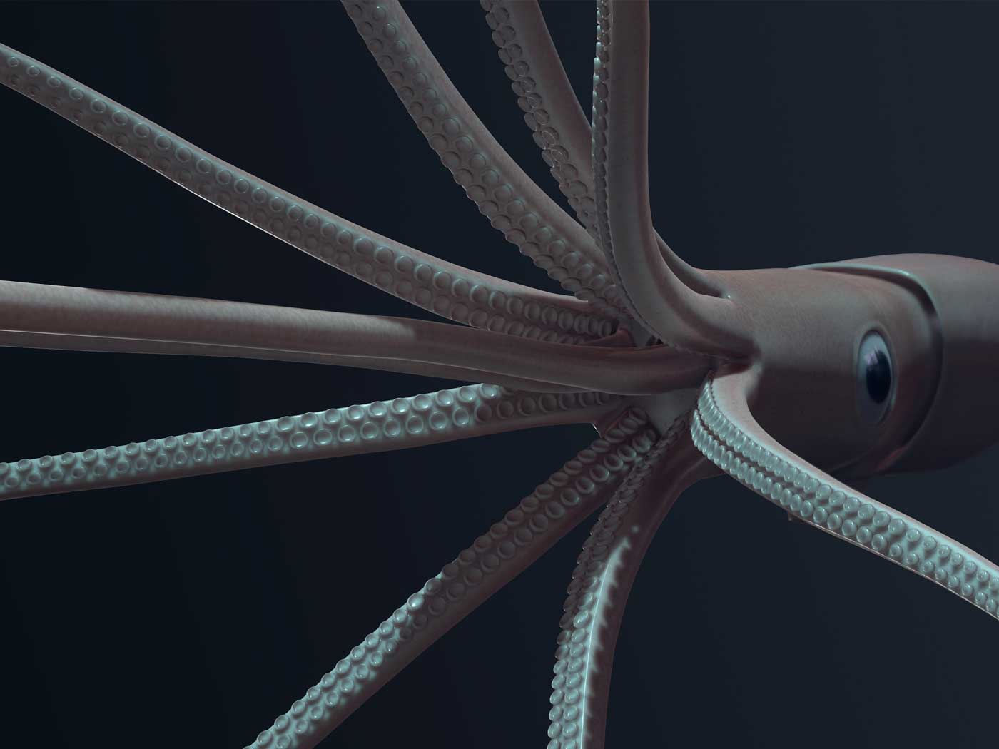 Deep Water Squid Communication Mystifies Scientists | The Institute for  Creation Research