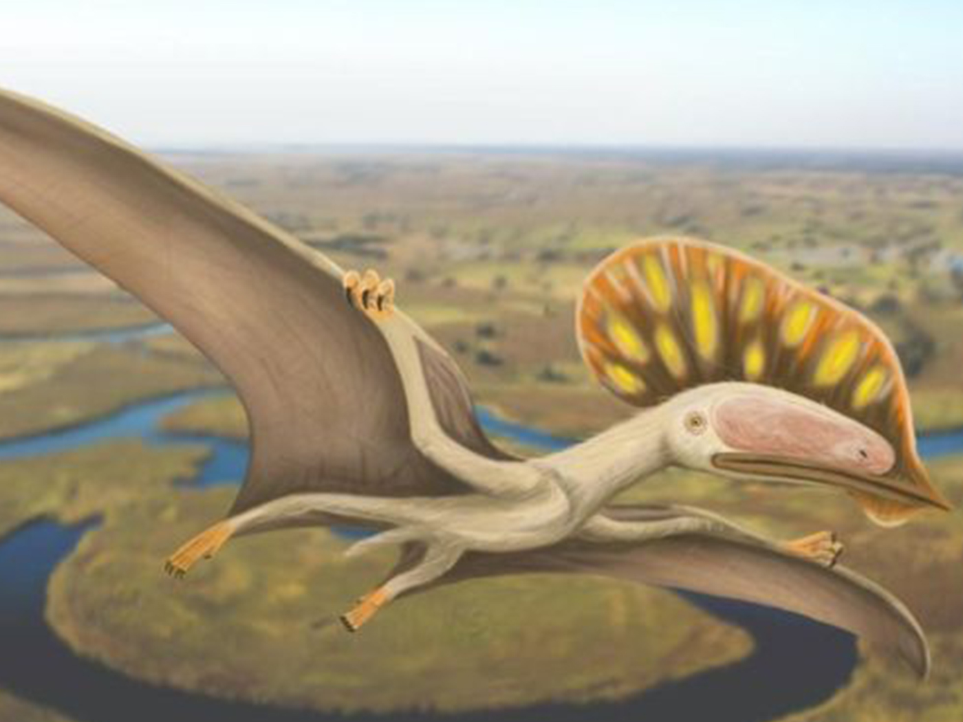 PDF] A New Crested Pterosaur from the Early Cretaceous of Spain: The First  European Tapejarid (Pterodactyloidea: Azhdarchoidea)