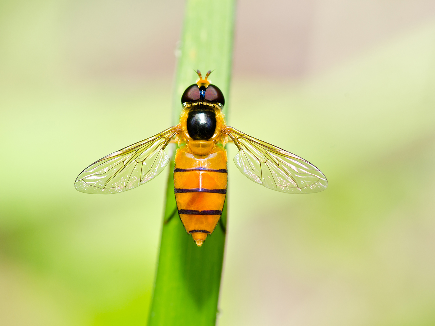 Fruit Flies Are Essential to Science. So Are the Workers Who Keep Them  Alive. - The New York Times