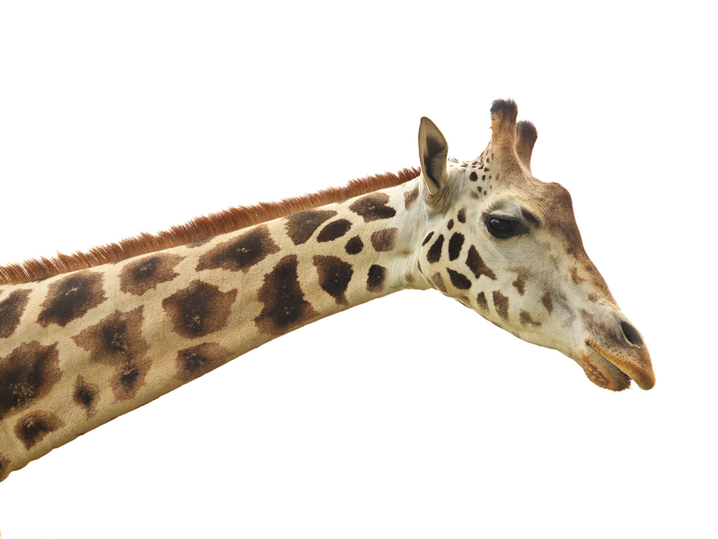 Giraffe Neck Evolution? | The Institute for Creation Research