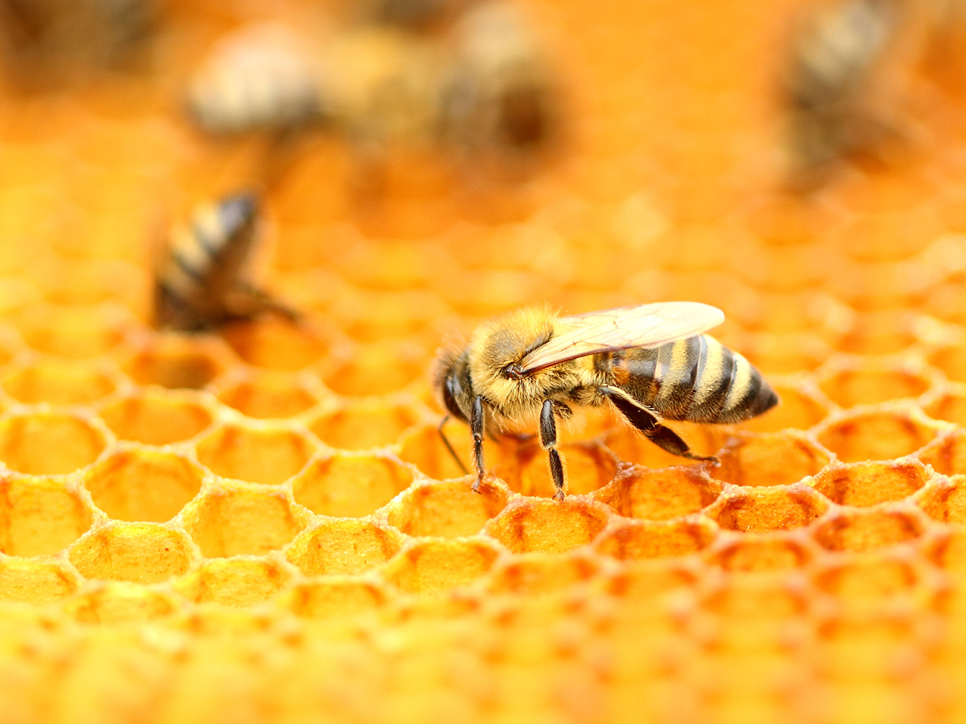 Biomimicry and Bees: What (more) can we learn from honeycombs?