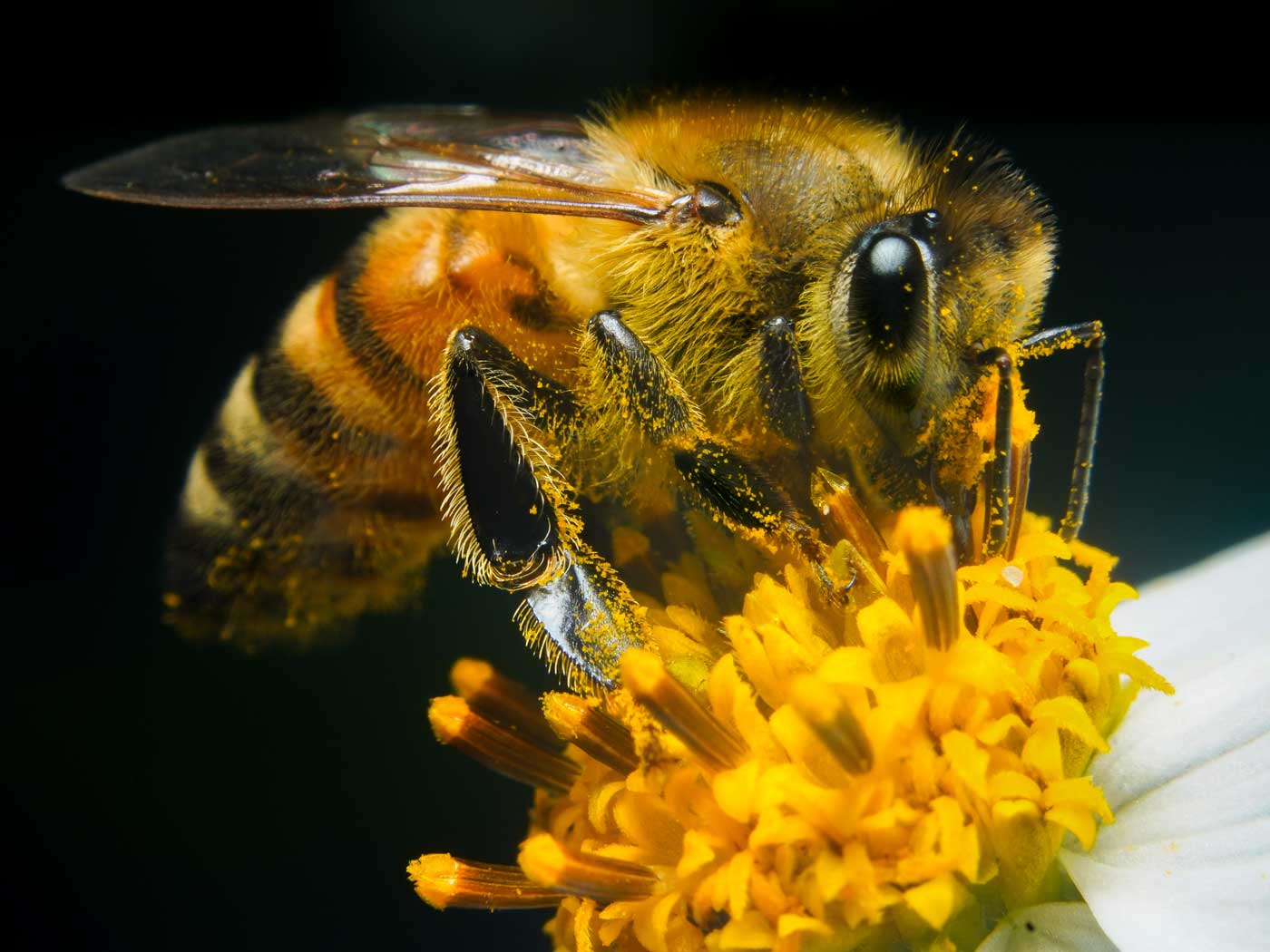 Hungry Bumblebees Hurry Pollen Production