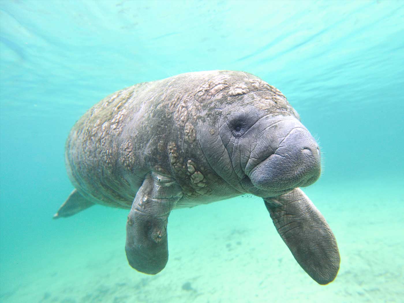 manatee eating plants