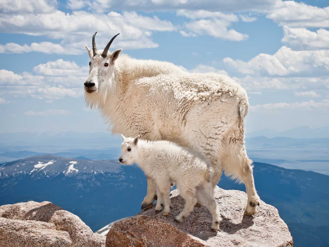 Balancing High Risks: Learning from Mountain Goats | The Institute for  Creation Research