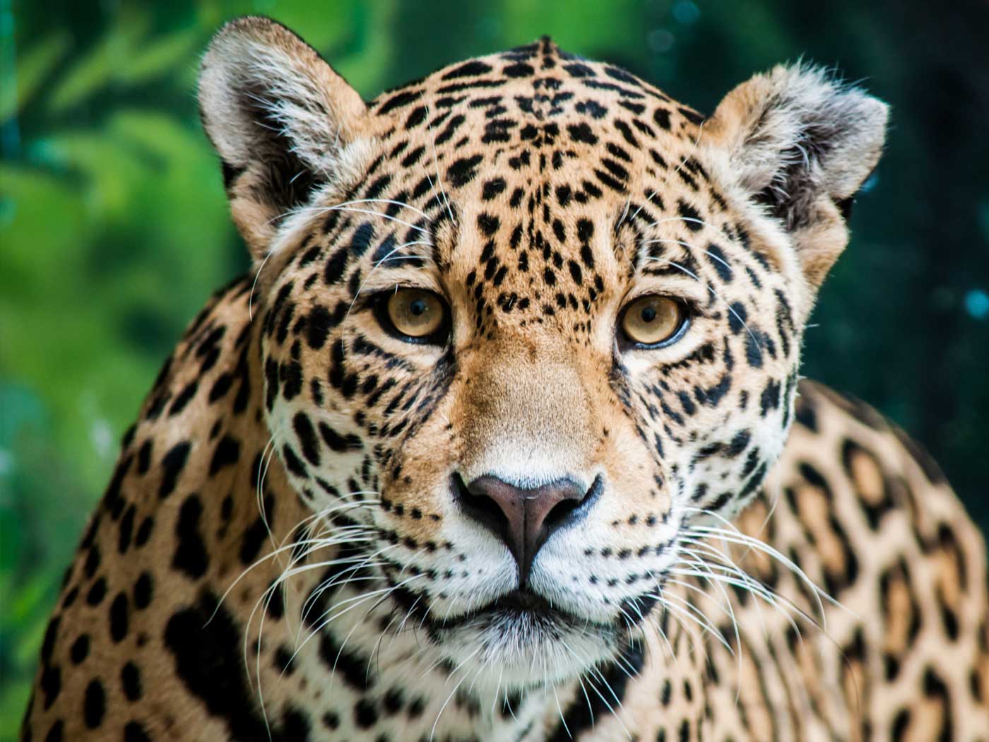 Do You Really Have a Jaguar? | The Institute for Creation Research