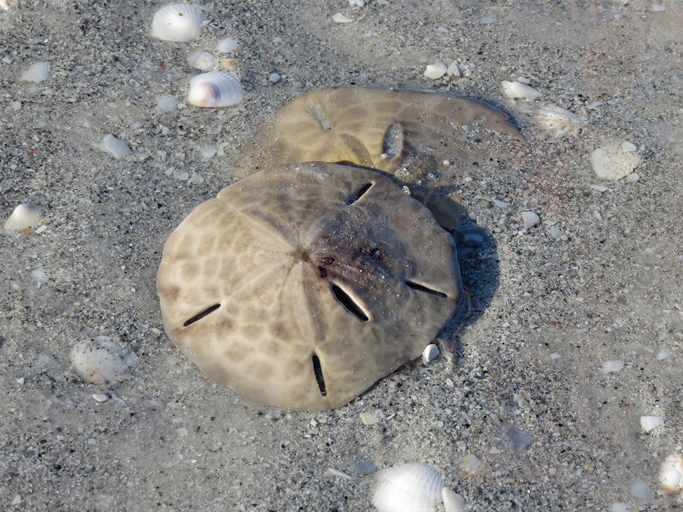 Sand Dollar Secrets  The Institute for Creation Research