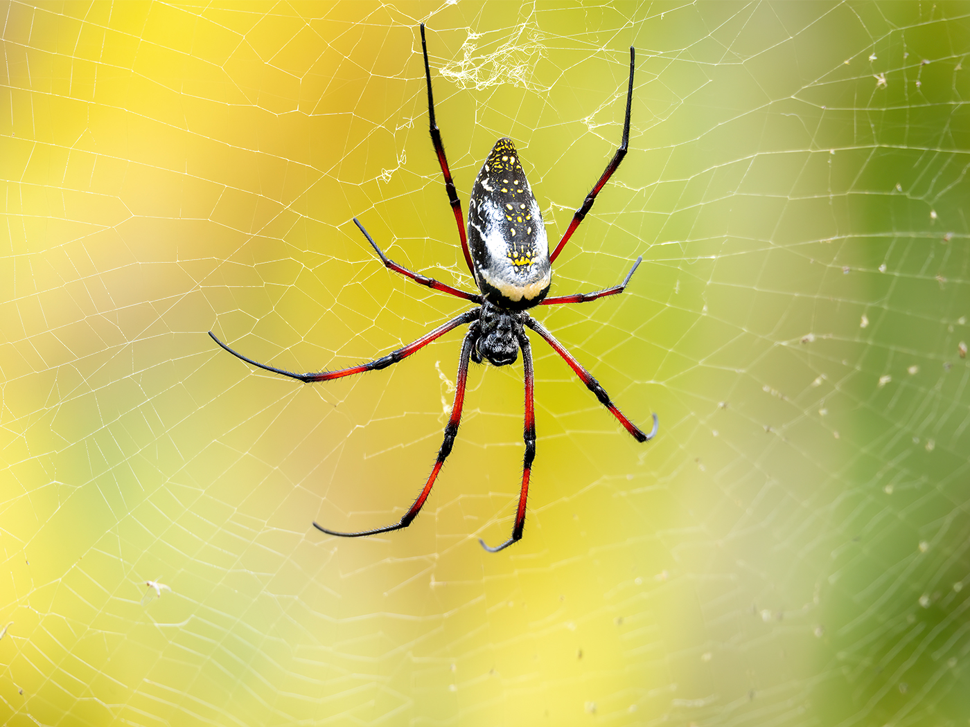 Black-legged Golden Silk Orb-web spider