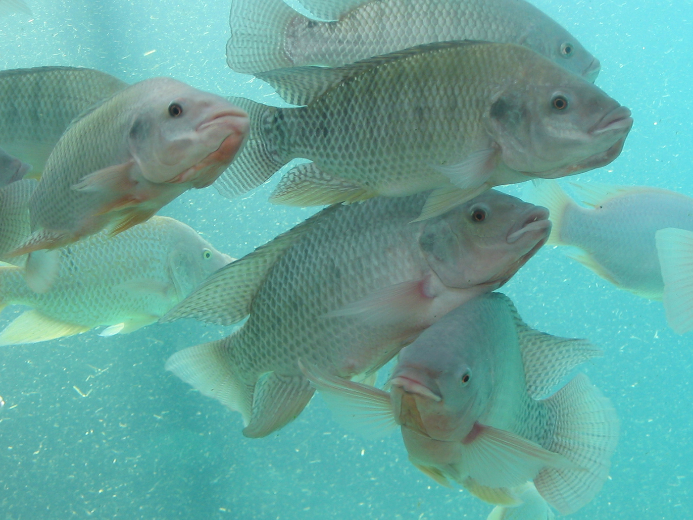 Artificial Plants Help Keep the Peace at Tilapia Farms