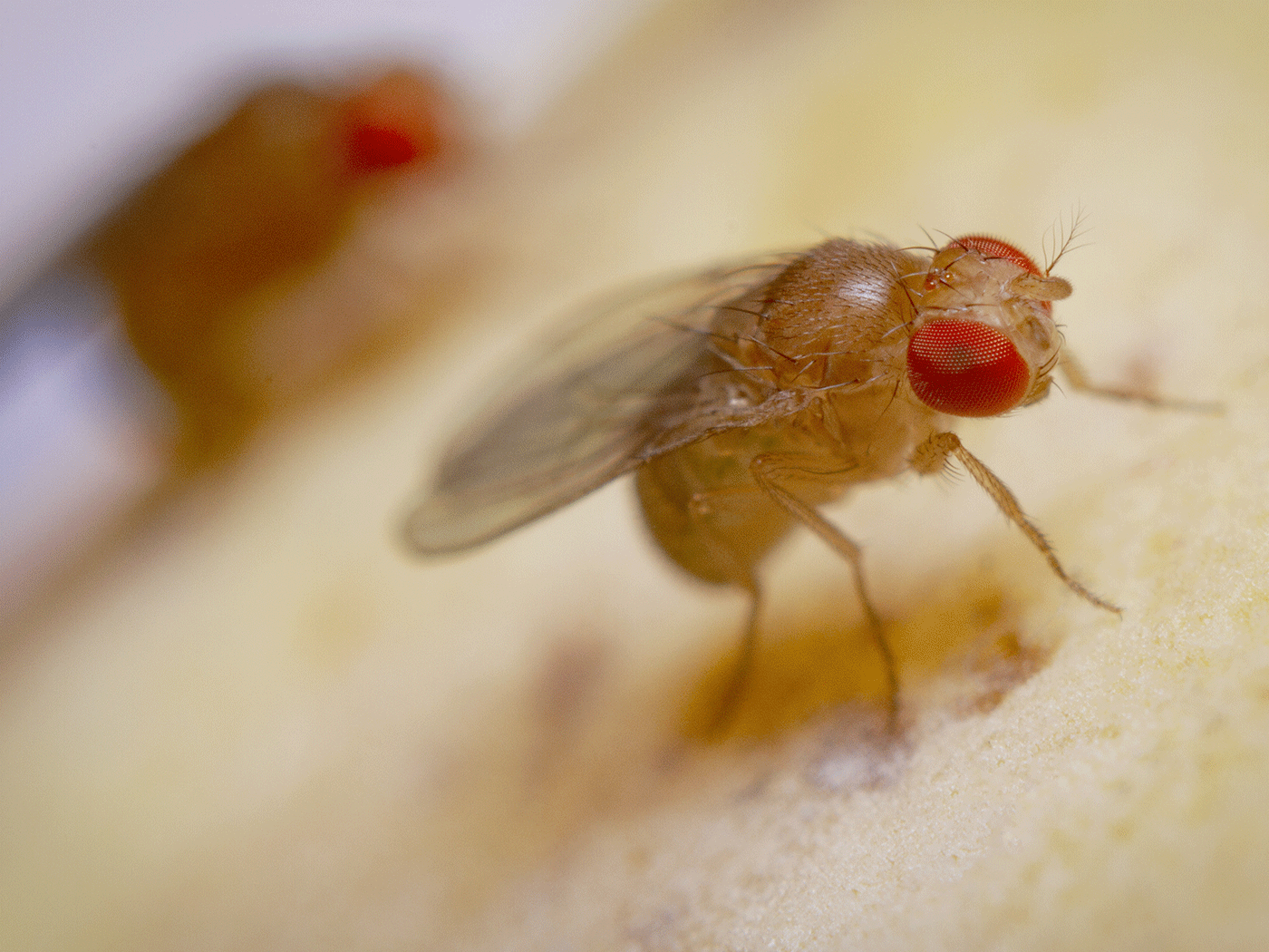 Fruit Flies and Their Importance in Genetics Research - The Atlantic