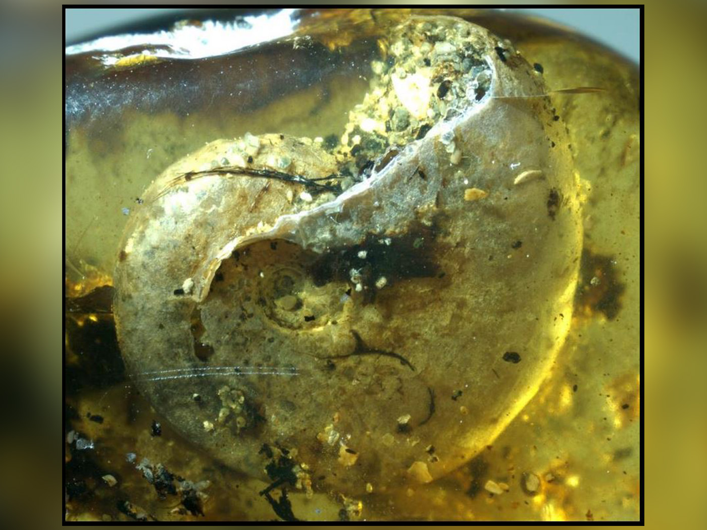 Mind-Blowing Marine Ammonite in Tree Resin