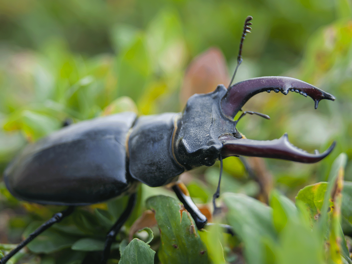 No Sign of Beetle Evolution  The Institute for Creation Research