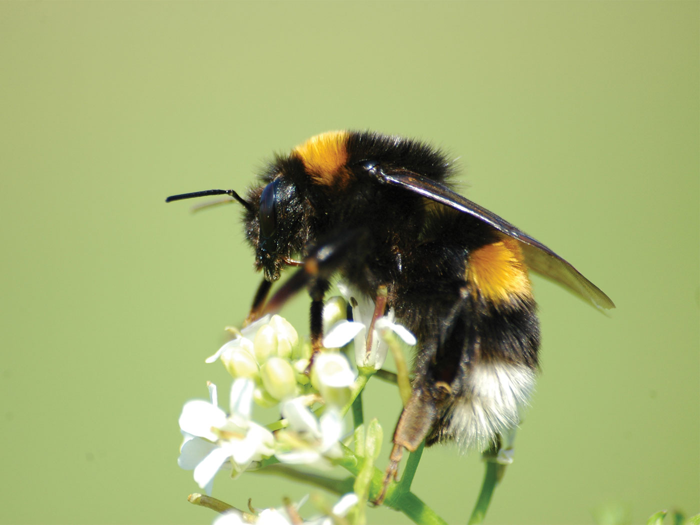 Bees Master Complex Tasks Through Social Interaction